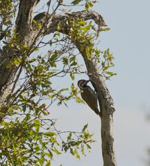 Chloropicus namaquus
