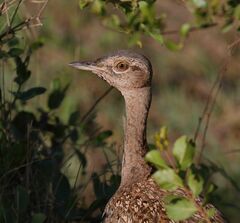 Eupodotis ruficrista