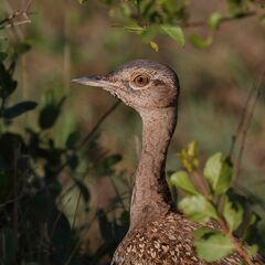 Eupodotis ruficrista
