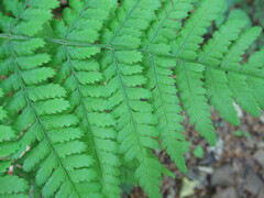 Dryopteris dilatata