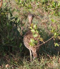 Eupodotis ruficrista