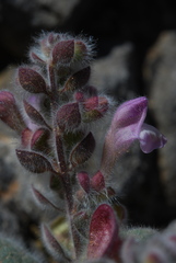 Scutellaria hirta