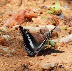 Charaxes achaemenes
