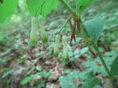 Polygonatum multiflorum