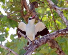 Halcyon senegalensis