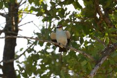Halcyon senegalensis