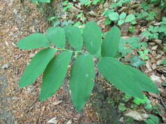 Polygonatum multiflorum