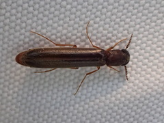 Lymexylidae