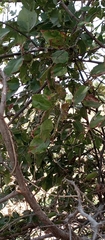 Ziziphus mucronata