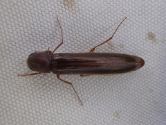 Lymexylidae