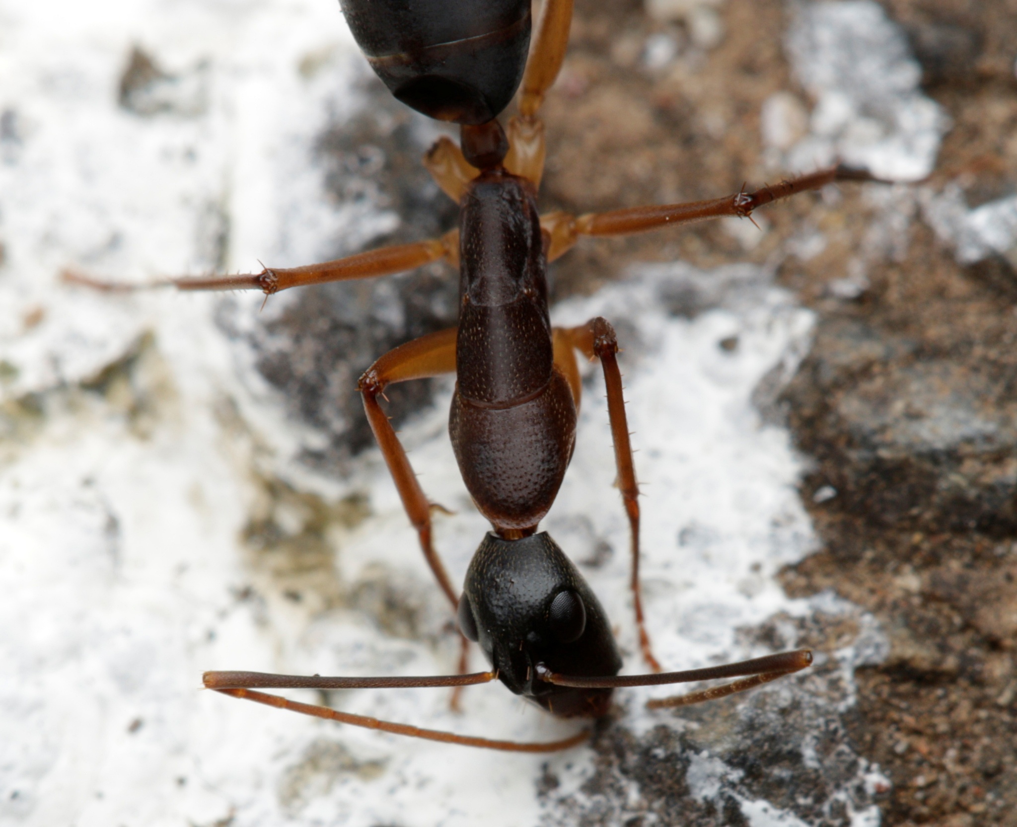 Camponotus subnitidus