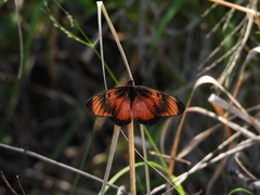 Acraea natalica