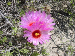 Thelocactus bicolor bicolor