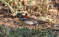 Emberiza flaviventris