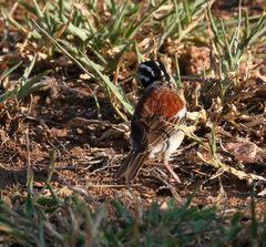 Emberiza flaviventris