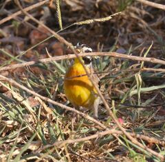 Emberiza flaviventris