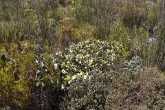 Hermas villosa