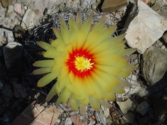 Astrophytum capricorne