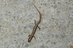 Ablepharus kitaibelii