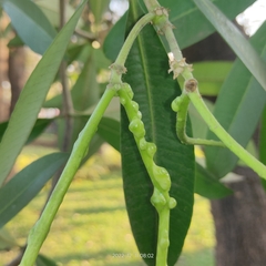 Alstonia scholaris
