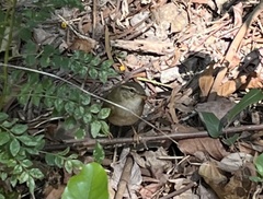 Phylloscopus schwarzi