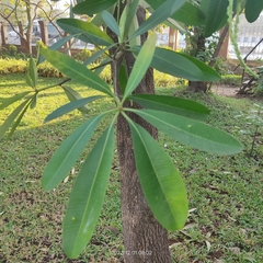 Alstonia scholaris