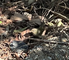 Phylloscopus schwarzi