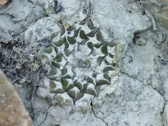 Ariocarpus kotschoubeyanus