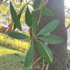 Alstonia scholaris