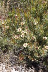 Protea scolymocephala