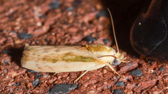 Earias huegeliana