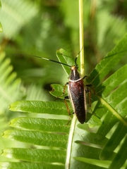 Hemithyrsocera histrio