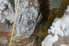 Mediodactylus oertzeni