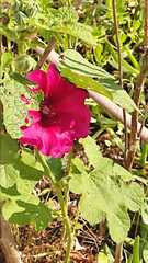 Alcea