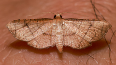 Hypolamprus ypsilon