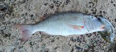 Lethrinus xanthochilus