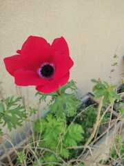 Anemone coronaria