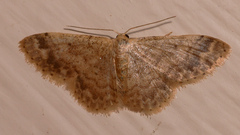 Idaea pilosata