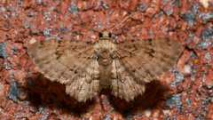 Gymnoscelis minima