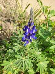 Lupinus pilosus