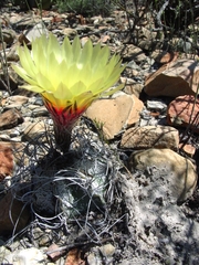 Astrophytum capricorne