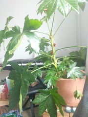 Fatsia japonica