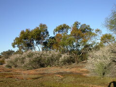 Eucalyptus petraea