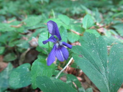Viola reichenbachiana