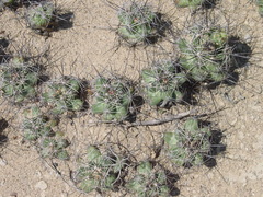 Coryphantha macromeris macromeris
