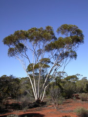 Eucalyptus pileata