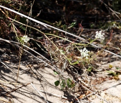 Dasispermum perennans