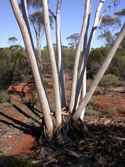 Eucalyptus pileata
