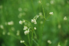 Asperula tinctoria