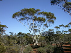 Eucalyptus pileata